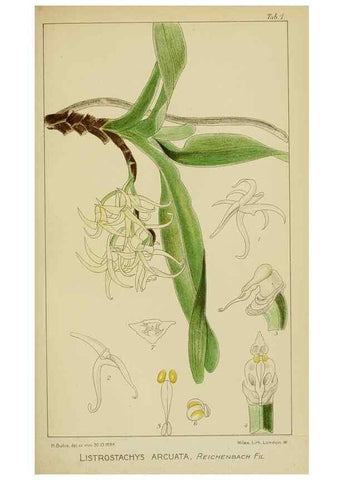 Reproducción/Reproduction 9732811788: Icones orchidearum austro-africanarum extra-tropicarum :. London :W. Wesley,1896-1913.