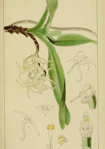 Reproducción/Reproduction 9732811788: Icones orchidearum austro-africanarum extra-tropicarum :. London :W. Wesley,1896-1913.