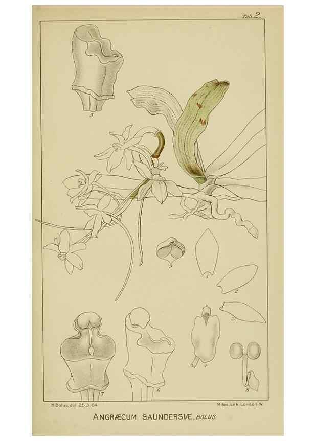Reproducción/Reproduction 9732813542: Icones orchidearum austro-africanarum extra-tropicarum :. London :W. Wesley,1896-1913.