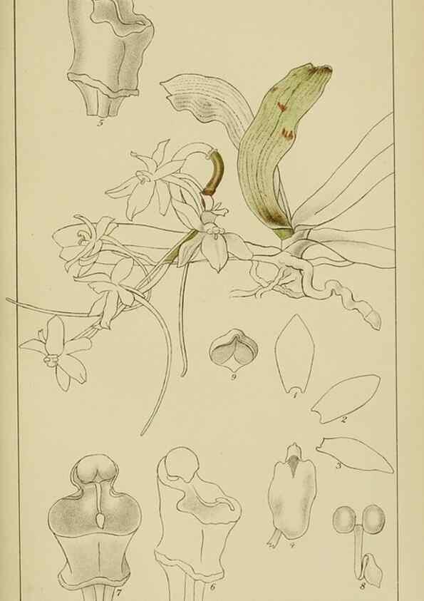 Reproducción/Reproduction 9732813542: Icones orchidearum austro-africanarum extra-tropicarum :. London :W. Wesley,1896-1913.