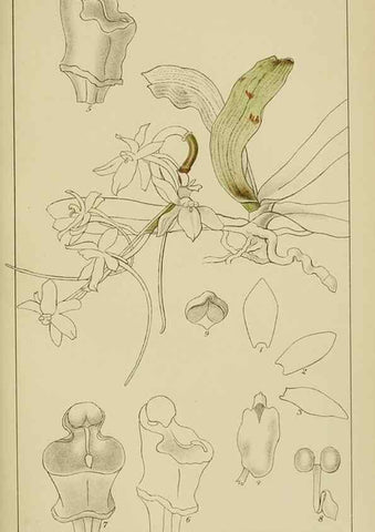 Reproducción/Reproduction 9732813542: Icones orchidearum austro-africanarum extra-tropicarum :. London :W. Wesley,1896-1913.
