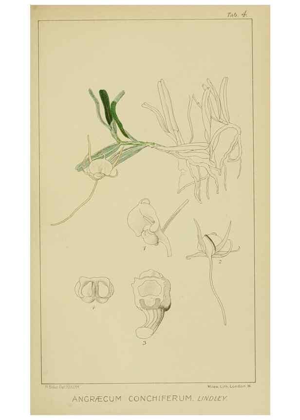 Reproducción/Reproduction 9732816460: Icones orchidearum austro-africanarum extra-tropicarum :. London :W. Wesley,1896-1913.