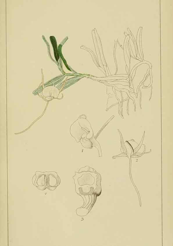 Reproducción/Reproduction 9732816460: Icones orchidearum austro-africanarum extra-tropicarum :. London :W. Wesley,1896-1913.