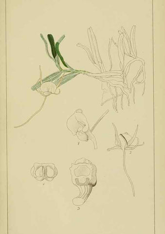 Reproducción/Reproduction 9732816460: Icones orchidearum austro-africanarum extra-tropicarum :. London :W. Wesley,1896-1913.