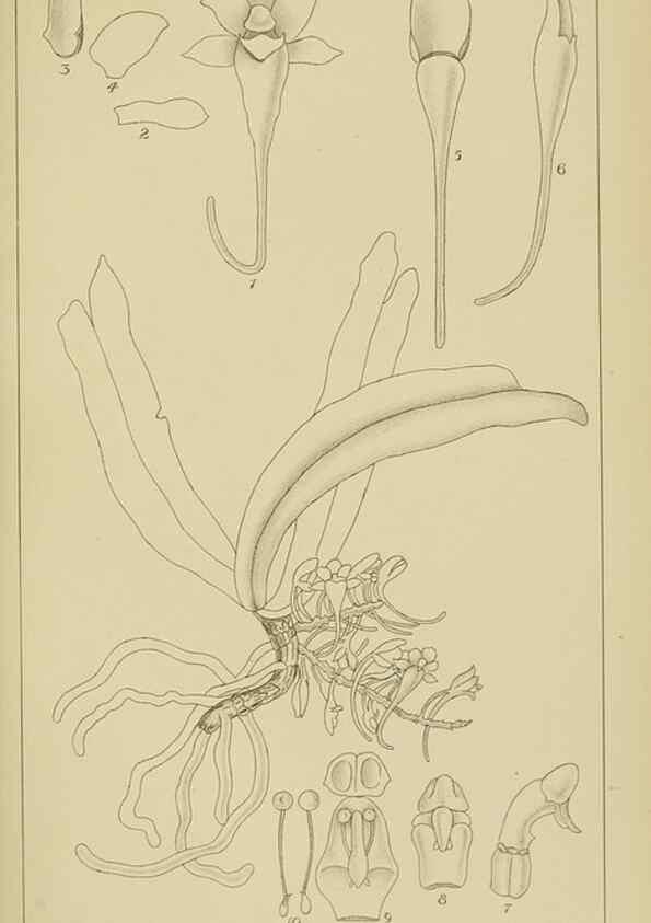 Reproducción/Reproduction 9729600449: Icones orchidearum austro-africanarum extra-tropicarum :. London :W. Wesley,1896-1913.