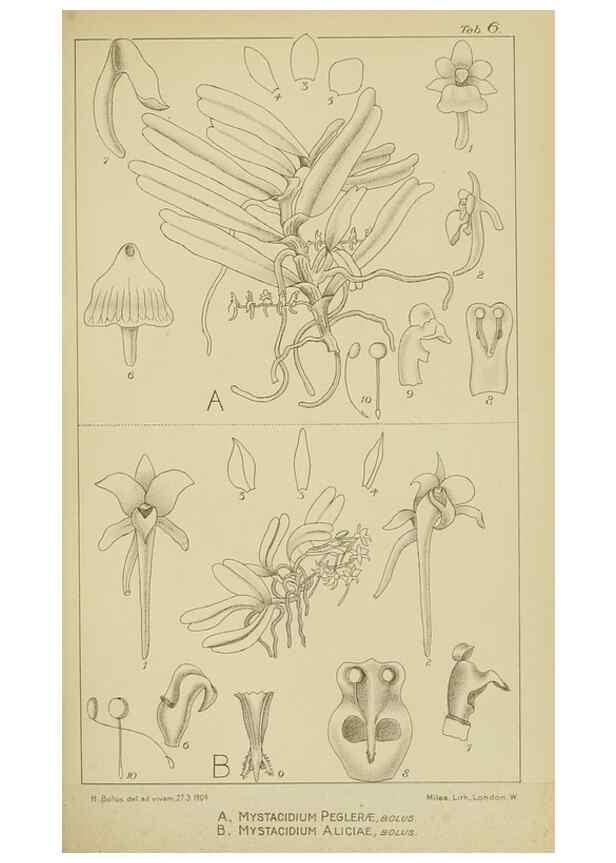 Reproducción/Reproduction 9732828680: Icones orchidearum austro-africanarum extra-tropicarum :. London :W. Wesley,1896-1913.