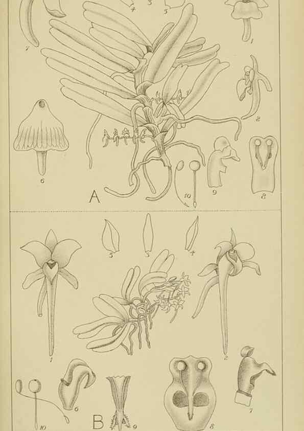 Reproducción/Reproduction 9732828680: Icones orchidearum austro-africanarum extra-tropicarum :. London :W. Wesley,1896-1913.