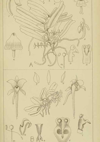 Reproducción/Reproduction 9732828680: Icones orchidearum austro-africanarum extra-tropicarum :. London :W. Wesley,1896-1913.