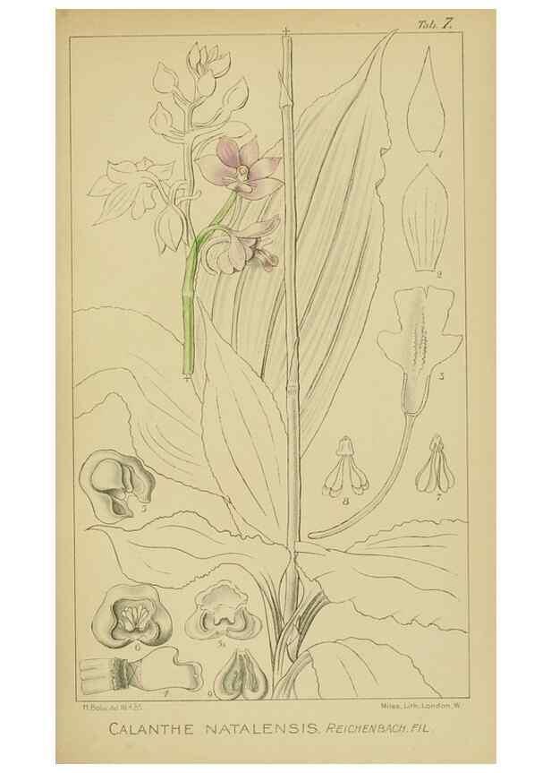 Reproducción/Reproduction 9732830398: Icones orchidearum austro-africanarum extra-tropicarum :. London :W. Wesley,1896-1913.