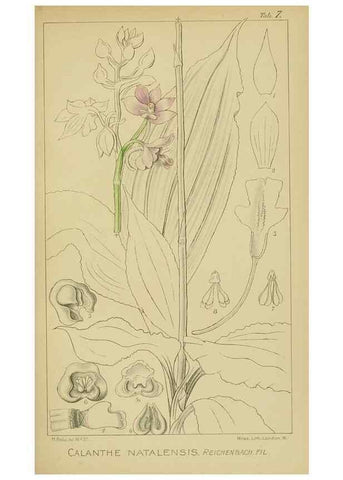 Reproducción/Reproduction 9732830398: Icones orchidearum austro-africanarum extra-tropicarum :. London :W. Wesley,1896-1913.