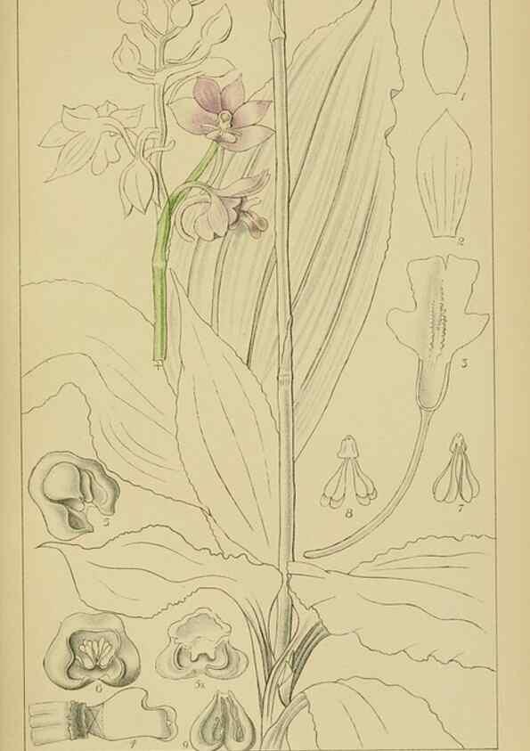 Reproducción/Reproduction 9732830398: Icones orchidearum austro-africanarum extra-tropicarum :. London :W. Wesley,1896-1913.