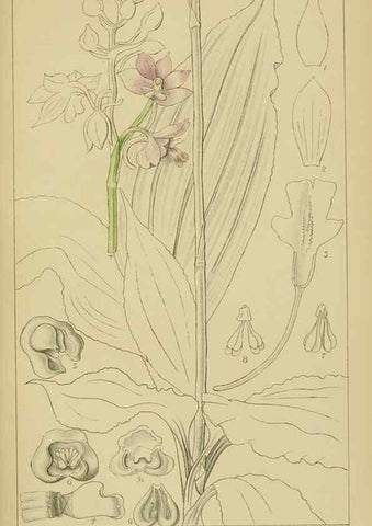 Reproducción/Reproduction 9732830398: Icones orchidearum austro-africanarum extra-tropicarum :. London :W. Wesley,1896-1913.