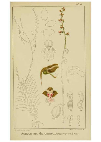 Reproducción/Reproduction 9732832066: Icones orchidearum austro-africanarum extra-tropicarum :. London :W. Wesley,1896-1913.