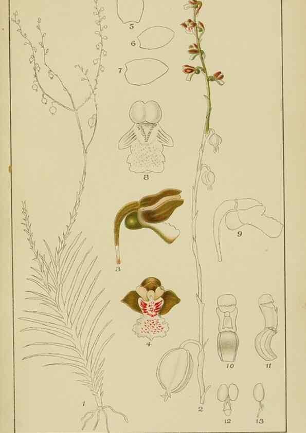 Reproducción/Reproduction 9732832066: Icones orchidearum austro-africanarum extra-tropicarum :. London :W. Wesley,1896-1913.