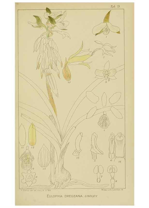 Reproducción/Reproduction 9729607265: Icones orchidearum austro-africanarum extra-tropicarum :. London :W. Wesley,1896-1913.