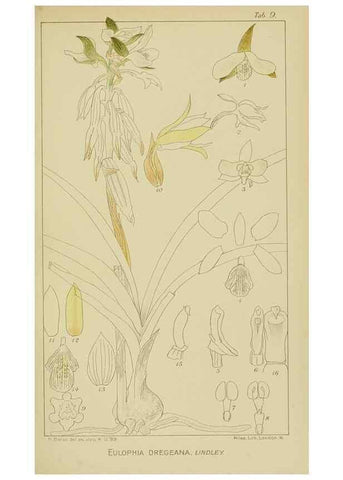 Reproducción/Reproduction 9729607265: Icones orchidearum austro-africanarum extra-tropicarum :. London :W. Wesley,1896-1913.
