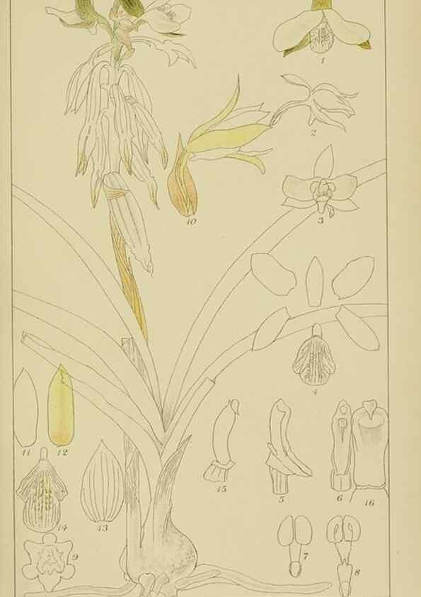 Reproducción/Reproduction 9729607265: Icones orchidearum austro-africanarum extra-tropicarum :. London :W. Wesley,1896-1913.