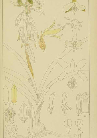 Reproducción/Reproduction 9729607265: Icones orchidearum austro-africanarum extra-tropicarum :. London :W. Wesley,1896-1913.