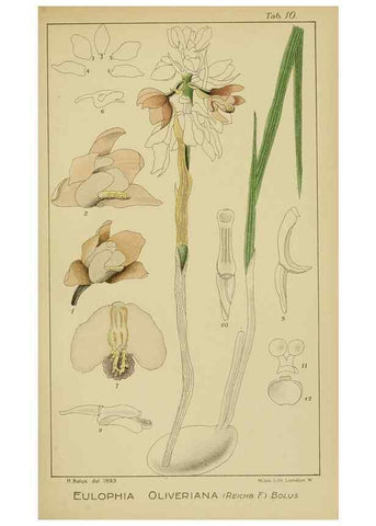 Reproducción/Reproduction 9732835610: Icones orchidearum austro-africanarum extra-tropicarum :. London :W. Wesley,1896-1913.