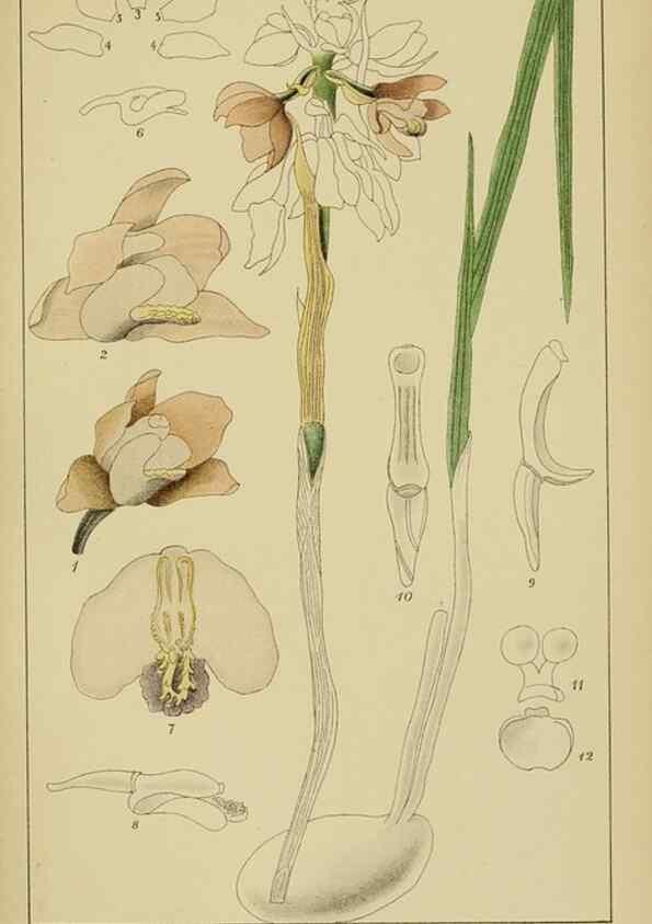 Reproducción/Reproduction 9732835610: Icones orchidearum austro-africanarum extra-tropicarum :. London :W. Wesley,1896-1913.