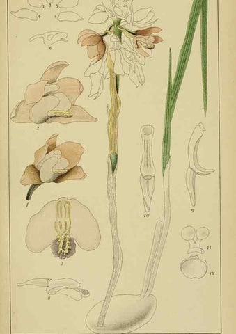 Reproducción/Reproduction 9732835610: Icones orchidearum austro-africanarum extra-tropicarum :. London :W. Wesley,1896-1913.