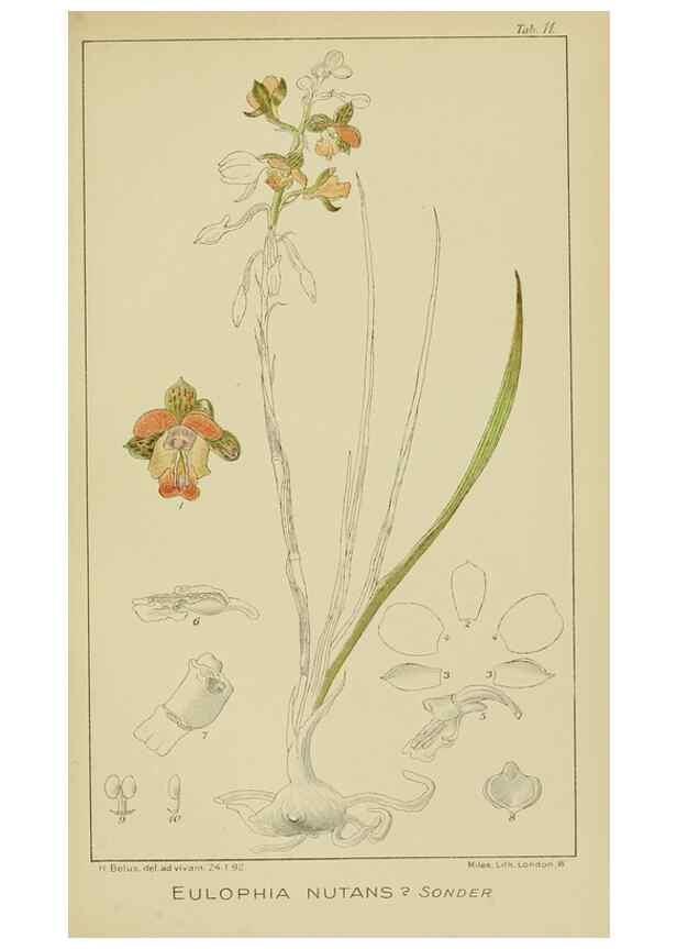 Reproducción/Reproduction 9732837024: Icones orchidearum austro-africanarum extra-tropicarum :. London :W. Wesley,1896-1913.