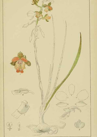 Reproducción/Reproduction 9732837024: Icones orchidearum austro-africanarum extra-tropicarum :. London :W. Wesley,1896-1913.