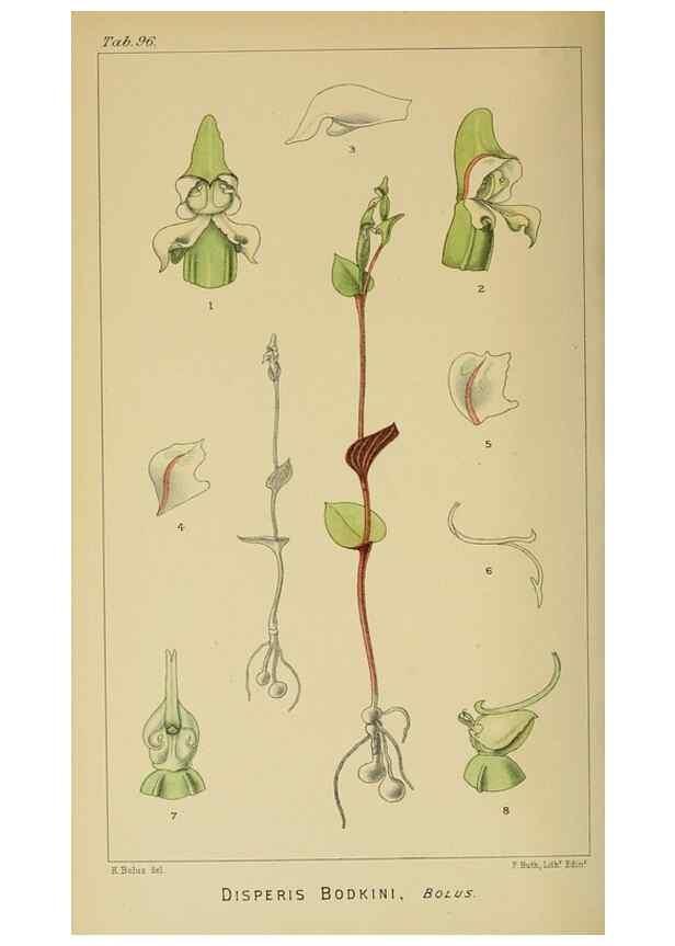 Reproducción/Reproduction 9732635376: Icones orchidearum austro-africanarum extra-tropicarum :. London :W. Wesley,1896-1913.