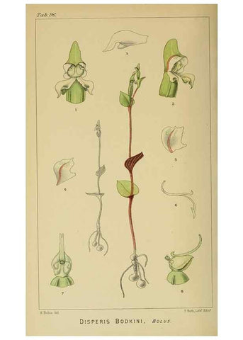 Reproducción/Reproduction 9732635376: Icones orchidearum austro-africanarum extra-tropicarum :. London :W. Wesley,1896-1913.