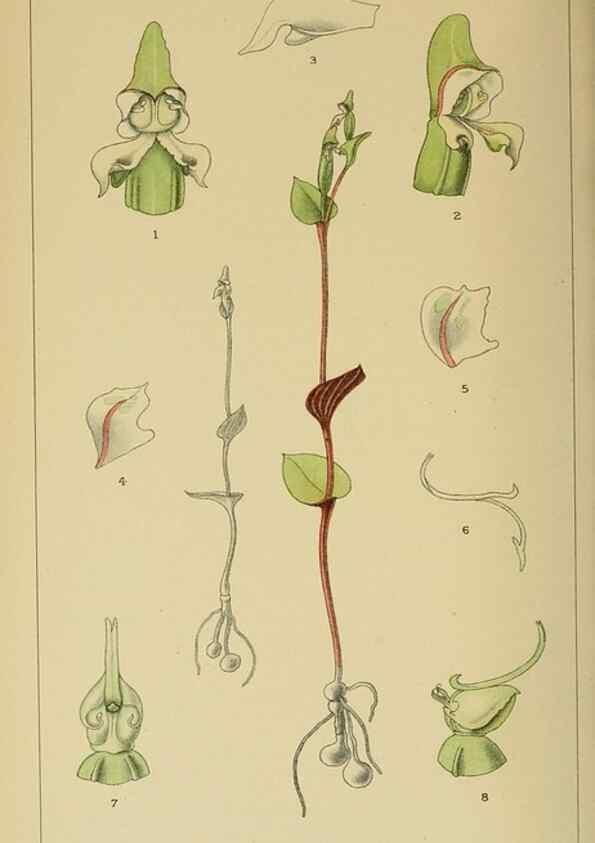 Reproducción/Reproduction 9732635376: Icones orchidearum austro-africanarum extra-tropicarum :. London :W. Wesley,1896-1913.