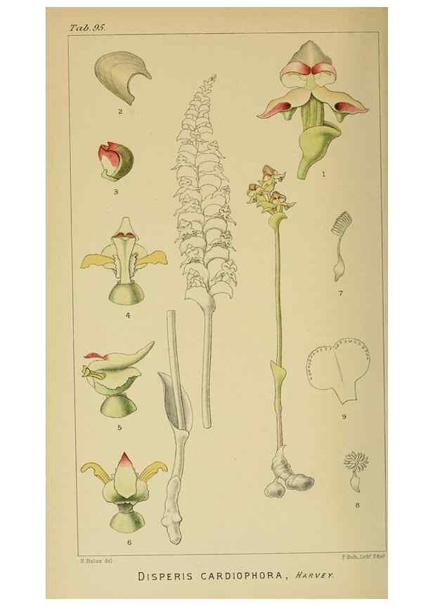 Reproducción/Reproduction 9732633876: Icones orchidearum austro-africanarum extra-tropicarum :. London :W. Wesley,1896-1913.