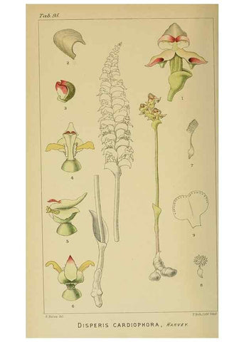Reproducción/Reproduction 9732633876: Icones orchidearum austro-africanarum extra-tropicarum :. London :W. Wesley,1896-1913.