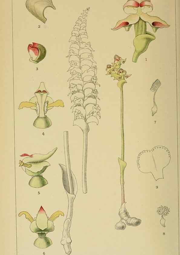 Reproducción/Reproduction 9732633876: Icones orchidearum austro-africanarum extra-tropicarum :. London :W. Wesley,1896-1913.