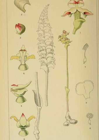 Reproducción/Reproduction 9732633876: Icones orchidearum austro-africanarum extra-tropicarum :. London :W. Wesley,1896-1913.