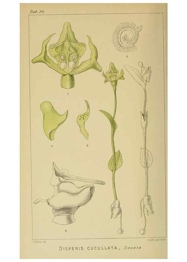 Reproducción/Reproduction 9729407089: Icones orchidearum austro-africanarum extra-tropicarum :. London :W. Wesley,1896-1913.