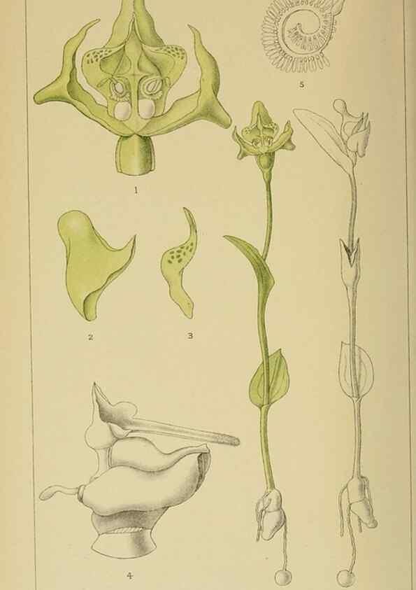 Reproducción/Reproduction 9729407089: Icones orchidearum austro-africanarum extra-tropicarum :. London :W. Wesley,1896-1913.