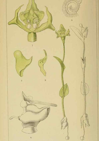 Reproducción/Reproduction 9729407089: Icones orchidearum austro-africanarum extra-tropicarum :. London :W. Wesley,1896-1913.
