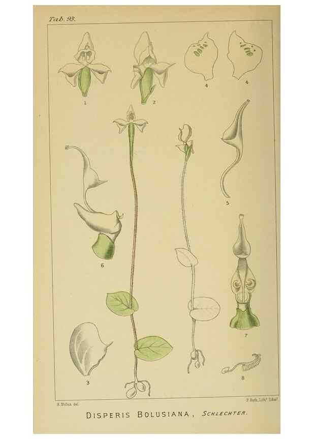 Reproducción/Reproduction 9729405613: Icones orchidearum austro-africanarum extra-tropicarum :. London :W. Wesley,1896-1913.