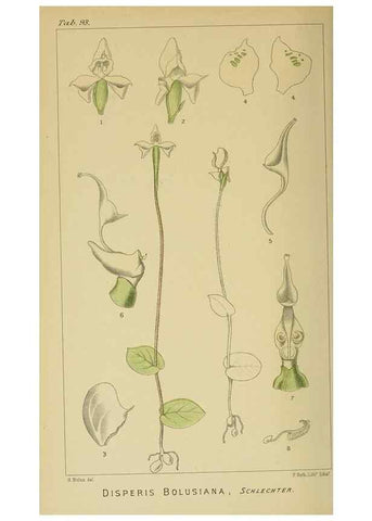 Reproducción/Reproduction 9729405613: Icones orchidearum austro-africanarum extra-tropicarum :. London :W. Wesley,1896-1913.