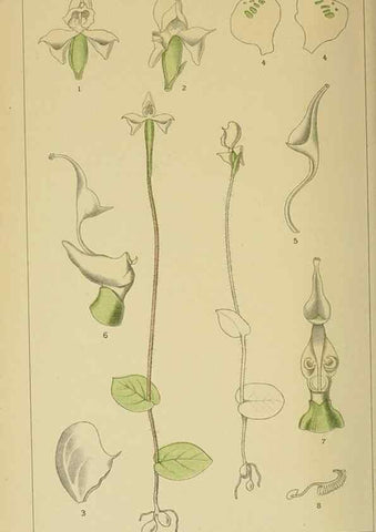 Reproducción/Reproduction 9729405613: Icones orchidearum austro-africanarum extra-tropicarum :. London :W. Wesley,1896-1913.