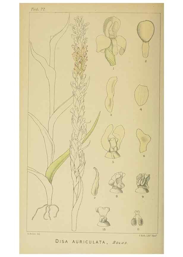 Reproducción/Reproduction 9729377385: Icones orchidearum austro-africanarum extra-tropicarum :. London :W. Wesley,1896-1913.