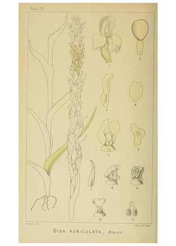 Reproducción/Reproduction 9729377385: Icones orchidearum austro-africanarum extra-tropicarum :. London :W. Wesley,1896-1913.