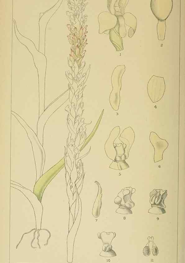 Reproducción/Reproduction 9729377385: Icones orchidearum austro-africanarum extra-tropicarum :. London :W. Wesley,1896-1913.