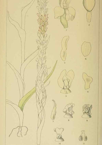 Reproducción/Reproduction 9729377385: Icones orchidearum austro-africanarum extra-tropicarum :. London :W. Wesley,1896-1913.
