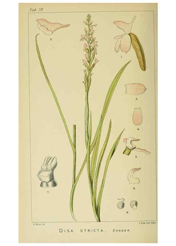 Reproducción/Reproduction 9729378957: Icones orchidearum austro-africanarum extra-tropicarum :. London :W. Wesley,1896-1913.