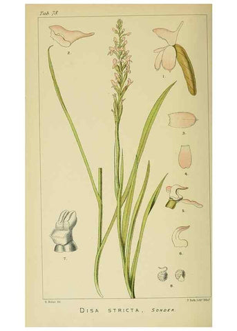 Reproducción/Reproduction 9729378957: Icones orchidearum austro-africanarum extra-tropicarum :. London :W. Wesley,1896-1913.