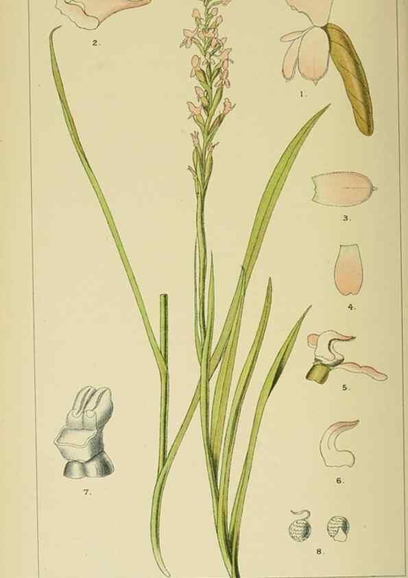 Reproducción/Reproduction 9729378957: Icones orchidearum austro-africanarum extra-tropicarum :. London :W. Wesley,1896-1913.