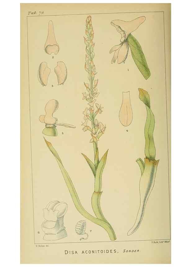 Reproducción/Reproduction 9729380433: Icones orchidearum austro-africanarum extra-tropicarum :. London :W. Wesley,1896-1913.