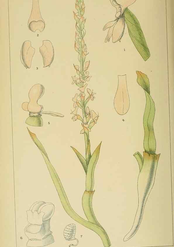 Reproducción/Reproduction 9729380433: Icones orchidearum austro-africanarum extra-tropicarum :. London :W. Wesley,1896-1913.