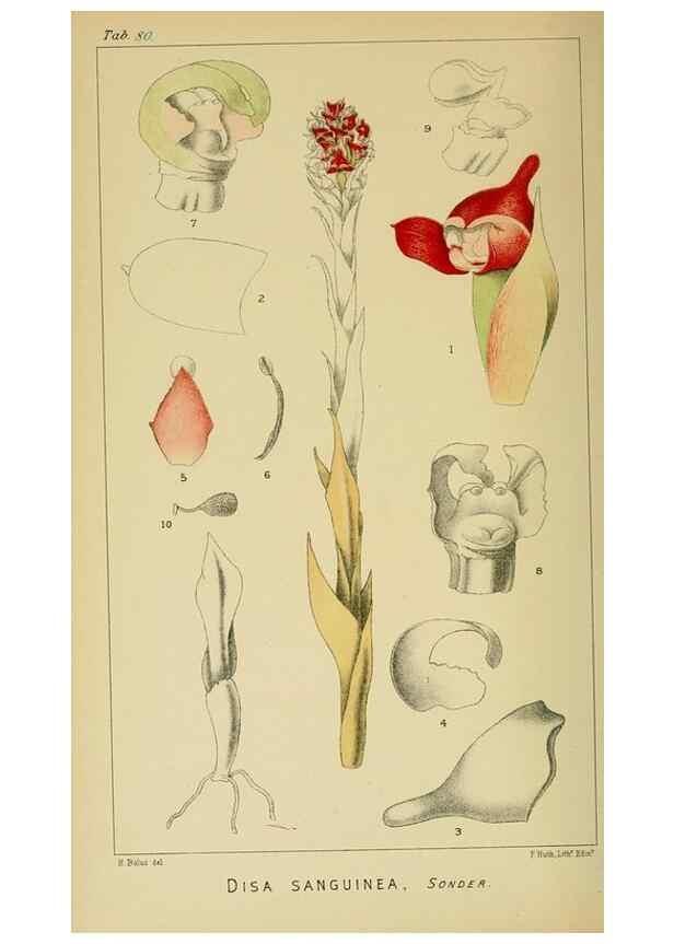 Reproducción/Reproduction 9732606990: Icones orchidearum austro-africanarum extra-tropicarum :. London :W. Wesley,1896-1913.